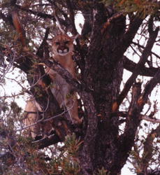 Mountain lion