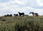 Wild horses on the desert