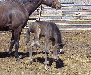 Colt by Cris Paravicini