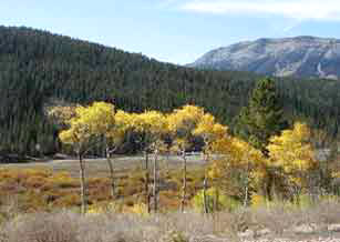 Golden aspens