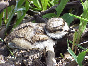 Killdeer chick by Cris Paravicini