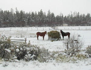 Feeding horses in winter