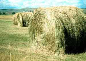 Hay field south of Pinedale.