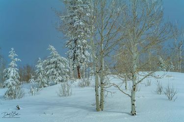 Beautiful winter. Photo by Dave Bell.