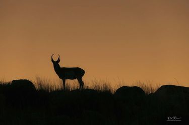 Pronghorn silhouette. Photo by Dave Bell.