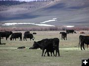 Spring cattle herd in Wyoming. Photo by Pinedale Online.
