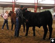 Showing Steers. Photo by Pinedale Online.