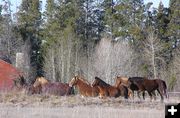 Horses watch moose. Photo by Pinedale Online.