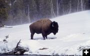 Yellowstone Bison. Photo by NPS.