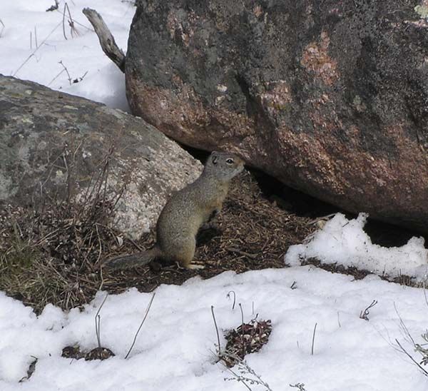 New Fork Ground Squirrel. Photo by Pinedale Online.