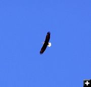 Bald Eagle Soaring. Photo by Dawn Ballou, Pinedale Online.