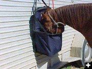 Horse Hay Bag. Photo by Fold-a-Feeder.