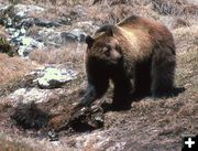 Grizzly Bear. Photo by National Park Service.