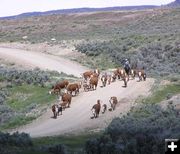 Cattle Drive. Photo by Pinedale Online.