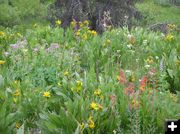 Wildflowers. Photo by Dawn Ballou, Pinedale Online.