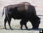 Bison. Photo by Pinedale Online.