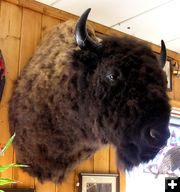 Bison Head. Photo by Dawn Ballou, Pinedale Online!.
