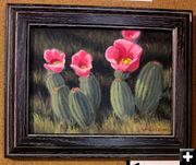 Blooming Cactus. Photo by Dawn Ballou, Pinedale Online.