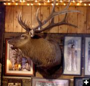 Elk Head Mount. Photo by Dawn Ballou, Pinedale Online!.