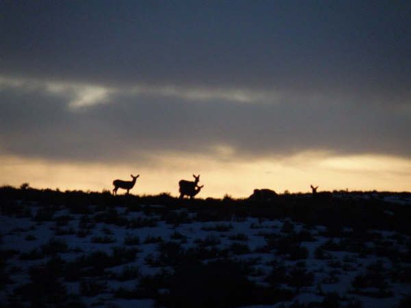 Mule deer at sunset. Photo by Holly Conway.