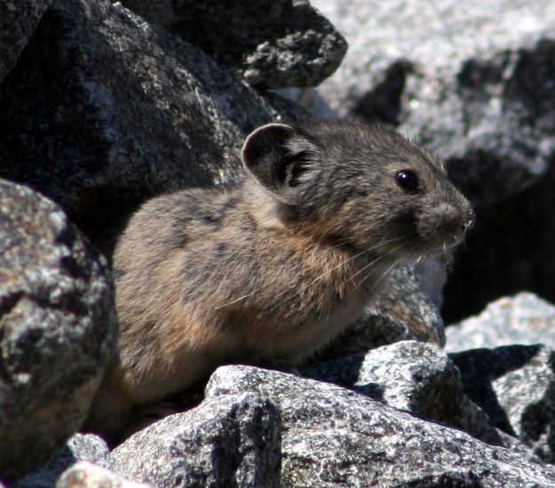 Pika. Photo by Earthjustice.