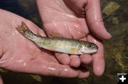 Trout fingerling. Photo by Wyoming Game & Fish.