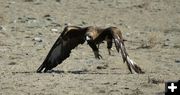 Eagle landing. Photo by Cat Urbigkit, Pinedale Online.