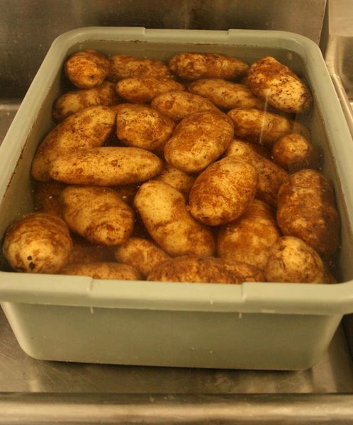 Potatoes soaking. Photo by Dawn Ballou, Pinedale Online.