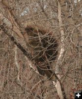 Porcupine. Photo by Dawn Ballou, Pinedale Online.