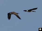 Geese in flight. Photo by Cat Urbigkit.