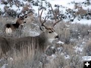 Mule Deer. Photo by Bureau of Land Management.