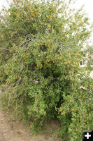 Bush with yellow flowers. Photo by Dawn Ballou, Pinedale Online.
