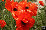 Poppies. Photo by Dawn Ballou, Pinedale Online.