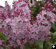 Purple Lilacs. Photo by Dawn Ballou, Pinedale Online.