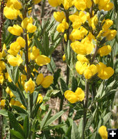 Yellow flower closeup. Photo by Dawn Ballou, Pinedale Online.