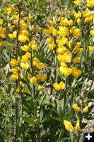 Yellow flowers. Photo by Dawn Ballou, Pinedale Online.
