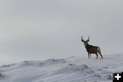 Mule Deer Buck. Photo by Cat Urbigkit.