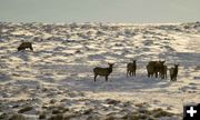 Desert Elk. Photo by Dave Bell.