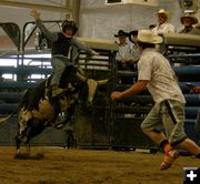 Kade Williams - Bull Riding. Photo by Dawn Ballou, Pinedale Online.