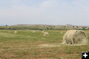 Hay field. Photo by Dawn Ballou, Pinedale Online.