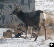 Deer meets Cat. Photo by Dawn Ballou, Pinedale Online.