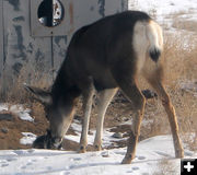 Nose touch. Photo by Dawn Ballou, Pinedale Online.