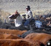 On the sorting grounds. Photo by Dawn Ballou, Pinedale Online.