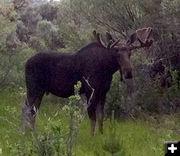 Moose. Photo by Joe Zuback.