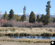 Geese and mountains. Photo by Dawn Ballou, Pinedale Online.