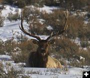 Bull elk. Photo by Dave Bell.
