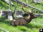 Bull Elk. Photo by Amanda and Eduardo Martinez .