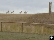 Antelope. Photo by Dawn Ballou, Pinedale Online.