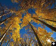Aspen trees. Photo by Dave Bell.
