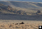 Cow moose and 2 calves. Photo by Dawn Ballou, Pinedale Online.